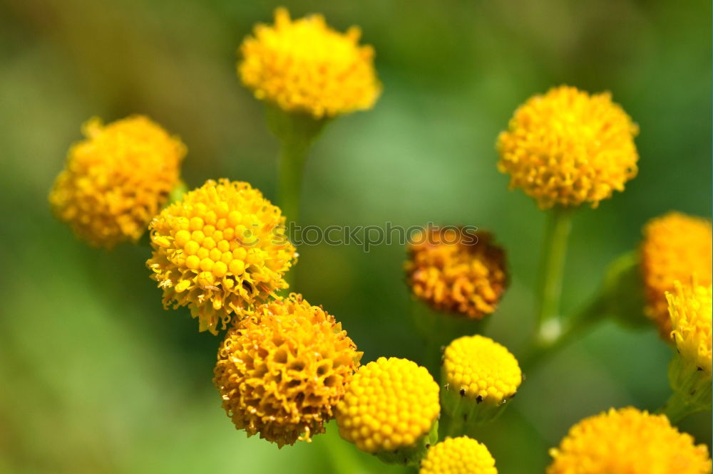 Similar – Foto Bild Sommer 2 gelb Blüte Blume