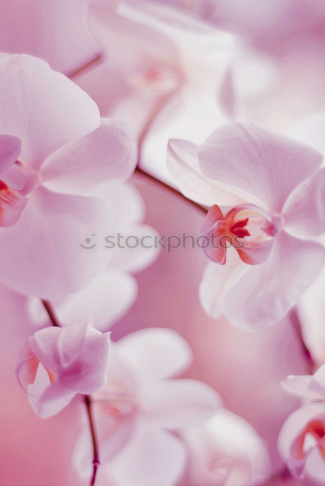 Similar – pink Plant Spring Flower