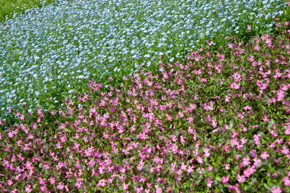 Similar – Flowers in front of and behind the fence