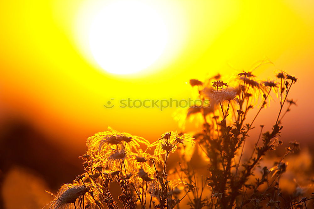 Similar – Image, Stock Photo Field with sunflowers