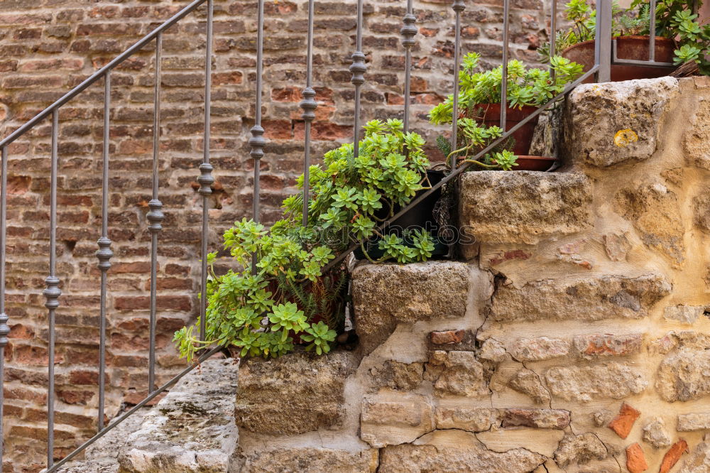 Similar – Image, Stock Photo Flower pots on the wall