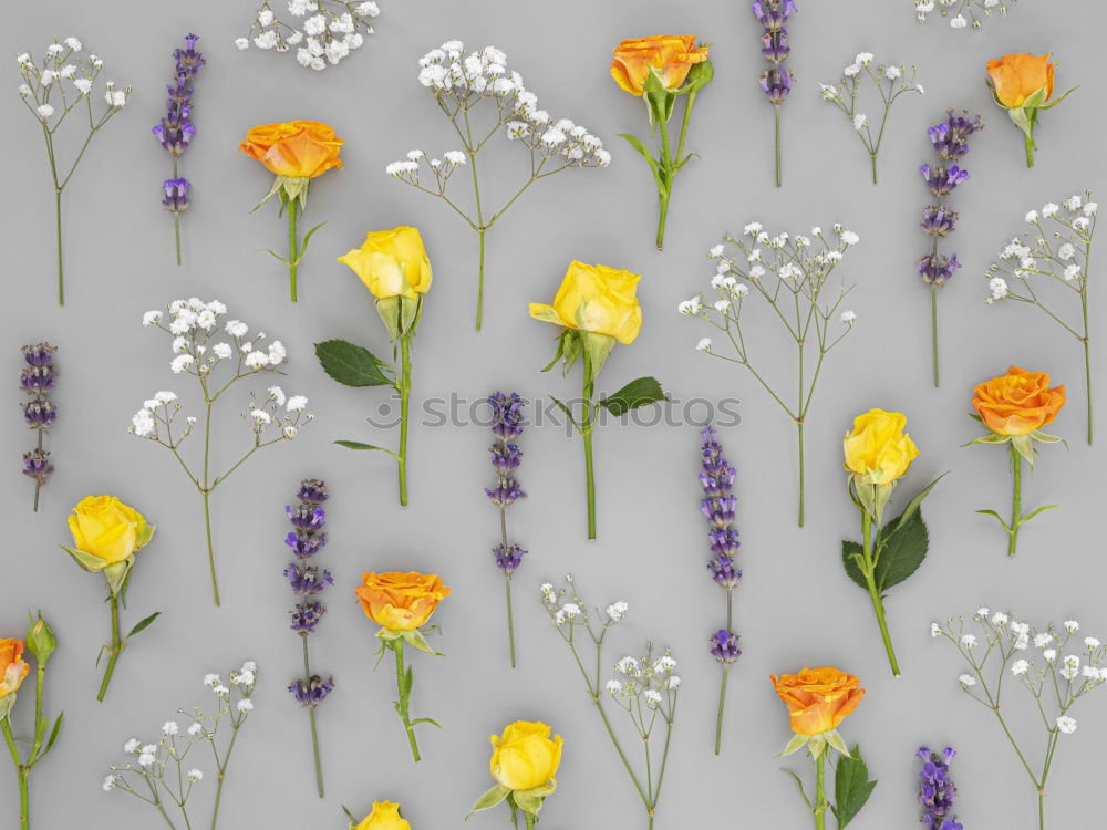 Similar – Image, Stock Photo Once across the summer meadow