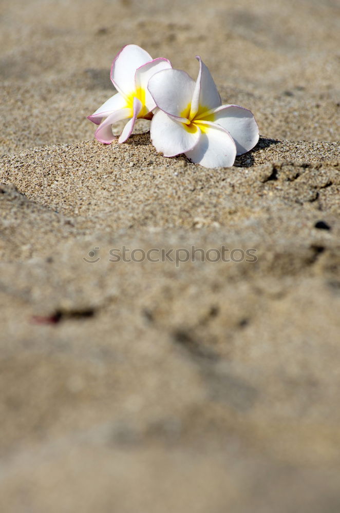 Similar – Image, Stock Photo [HH08.3] Autumn scattering