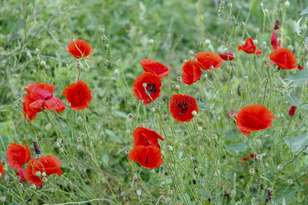 still fast ne beautiful flower meadow .. and