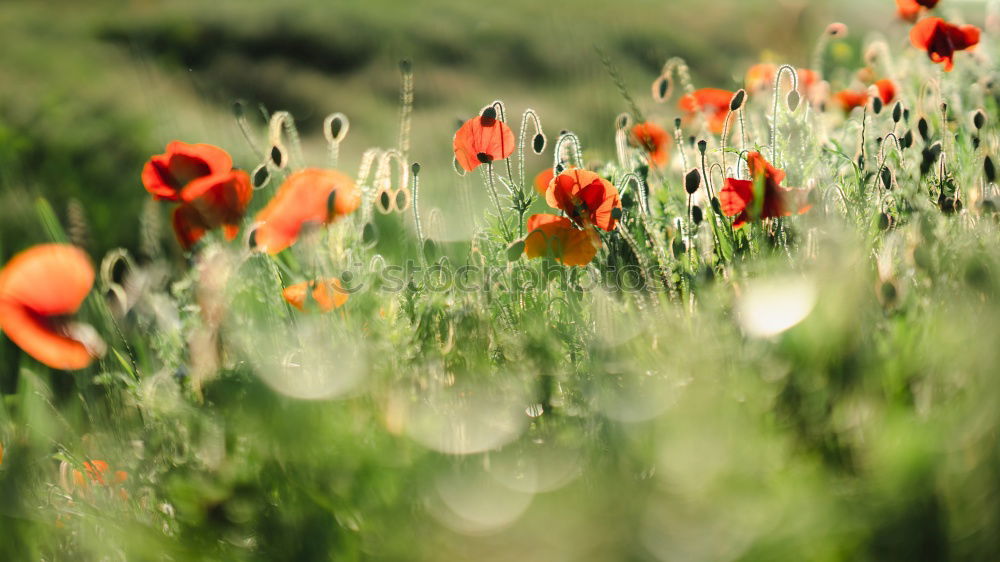 Similar – poppy field Environment