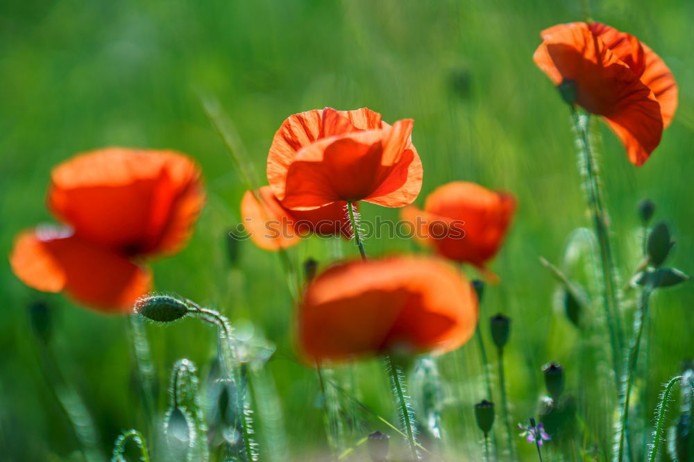 Similar – Mohnblüten und Margariten auf einer Wiese