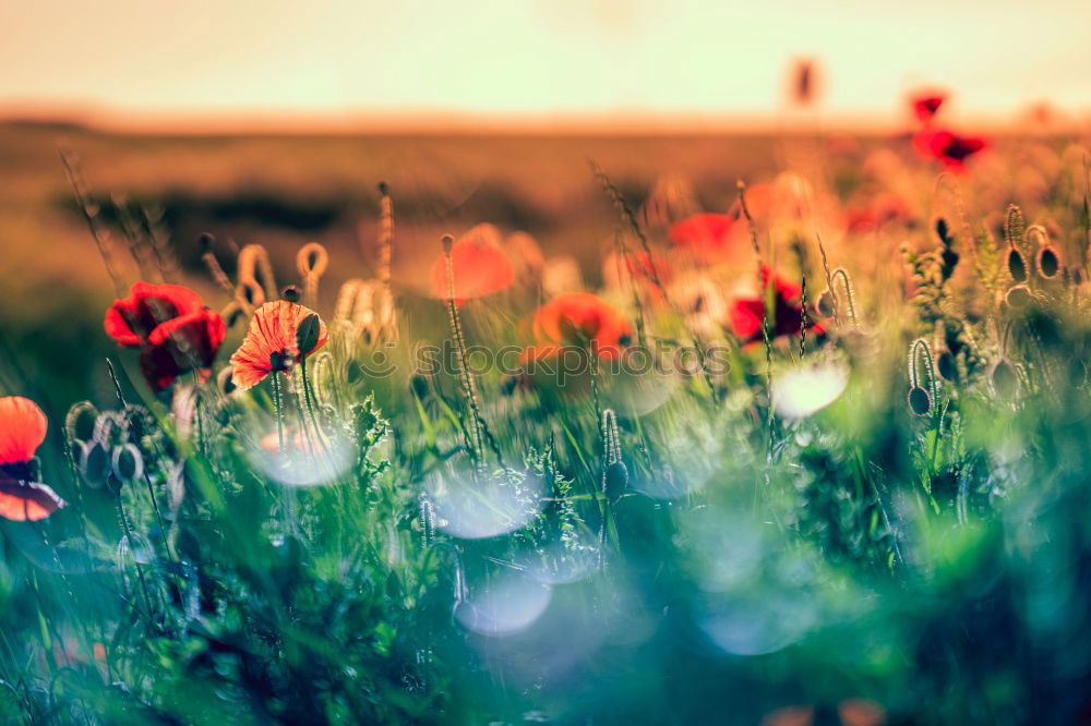 Similar – Image, Stock Photo Poppies on summer meadow