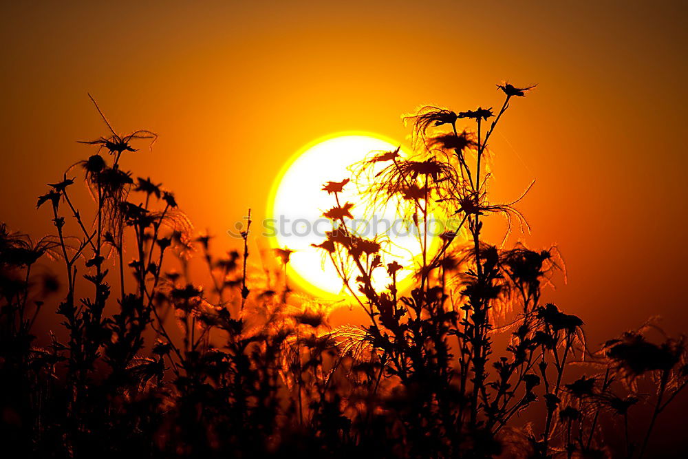 Similar – Die letzten Sonnenstrahlen