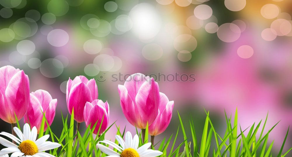 Similar – tulips Flower Tulip