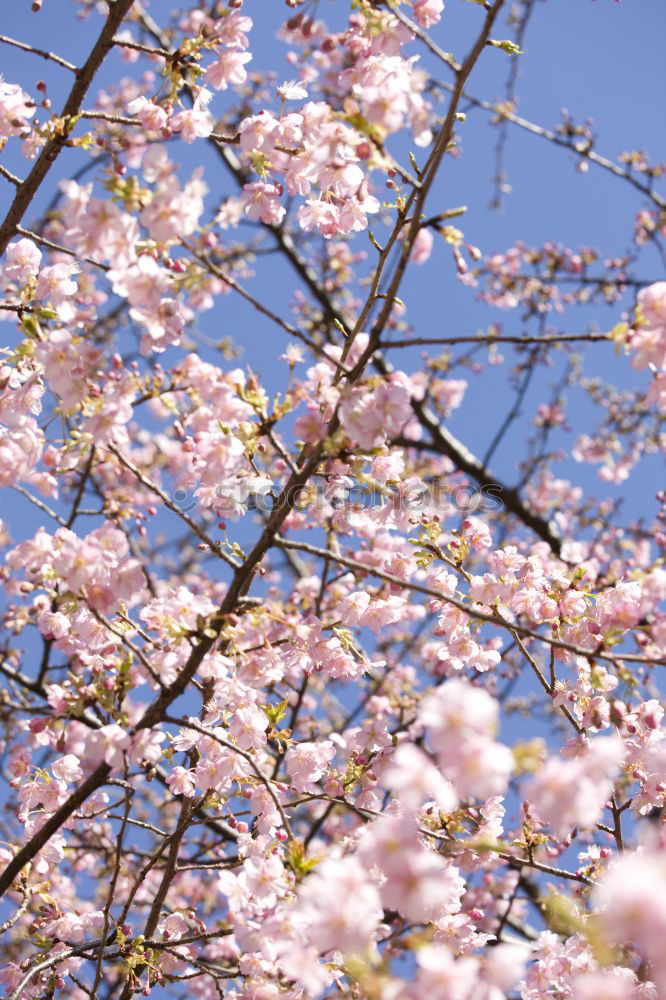 Similar – Image, Stock Photo cherry blossoms Cherry