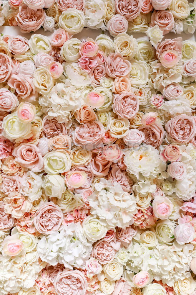 Image, Stock Photo Flowers peonies and roses of cream white and pink colour palette on the wall, floral wallpaper background for a wedding reception or romantic event. Faux artificial flowers wall in pink colours.