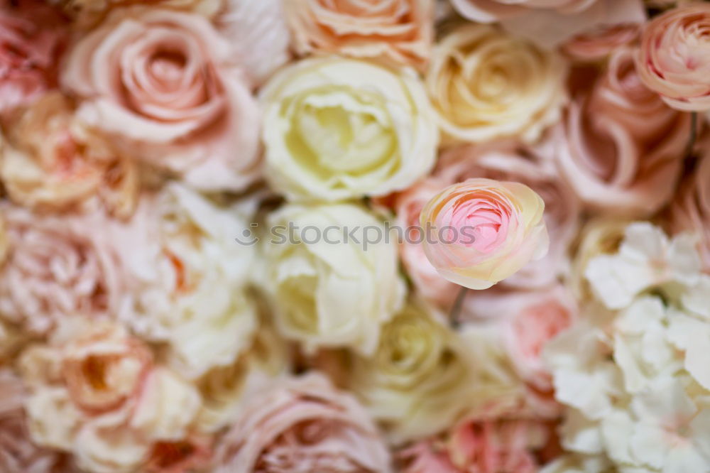 Similar – Image, Stock Photo Flowers peonies and roses of cream white and pink colour palette on the wall, floral wallpaper background for a wedding reception or romantic event. Faux artificial flowers wall in pink colours.