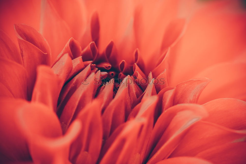 Similar – Detail einer Gerbera Blume