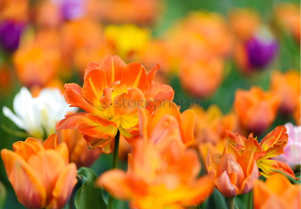 Similar – Image, Stock Photo Flowers