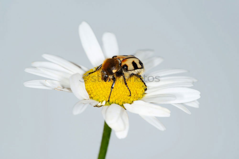 Similar – Image, Stock Photo Motschekiebchen on chamomile