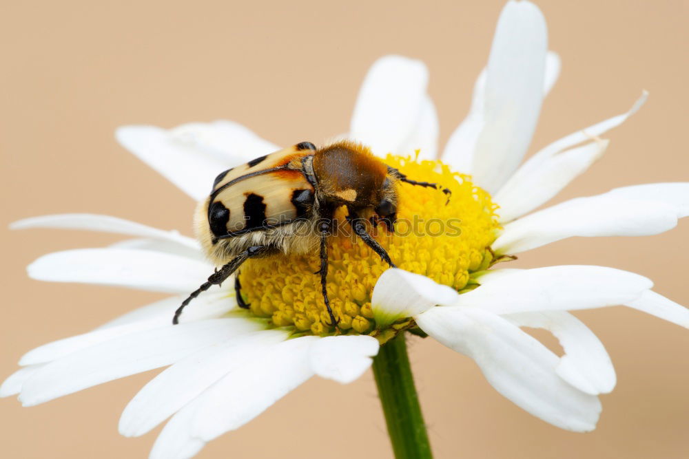 Similar – Foto Bild Bienen und Blumen weiß