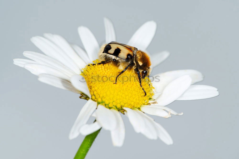 Similar – Image, Stock Photo lavender Summer Nature