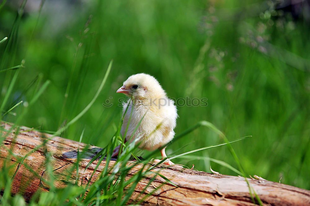 Image, Stock Photo … and on Sundays even two …