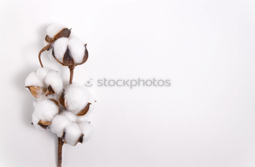 Similar – Image, Stock Photo Seashells. Top view with copy space.