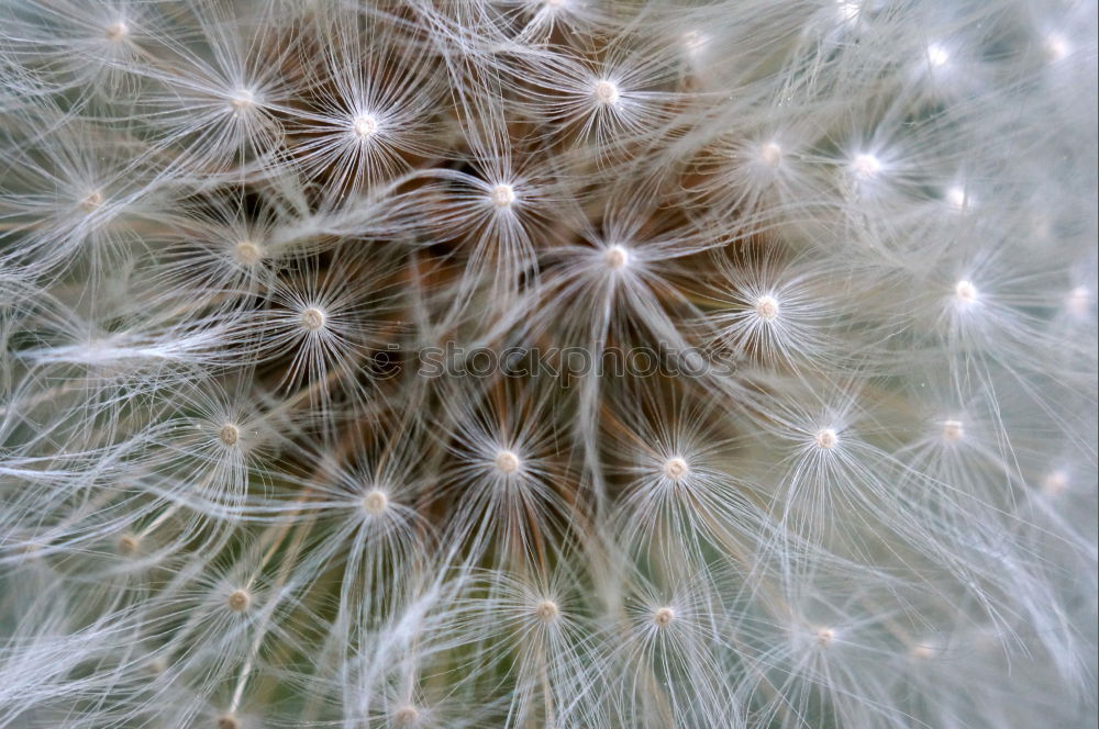 Similar – Image, Stock Photo Come cuddle… Dandelion