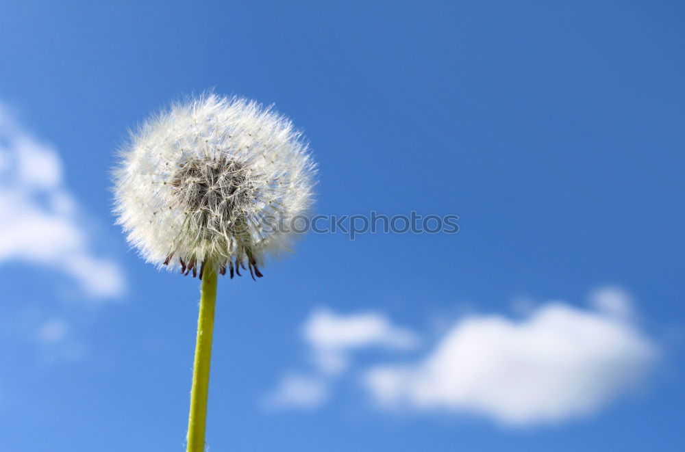 Similar – Image, Stock Photo Bellows! Dandelion Flower