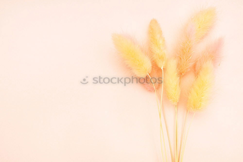 Similar – Image, Stock Photo lampions Autumn Flower