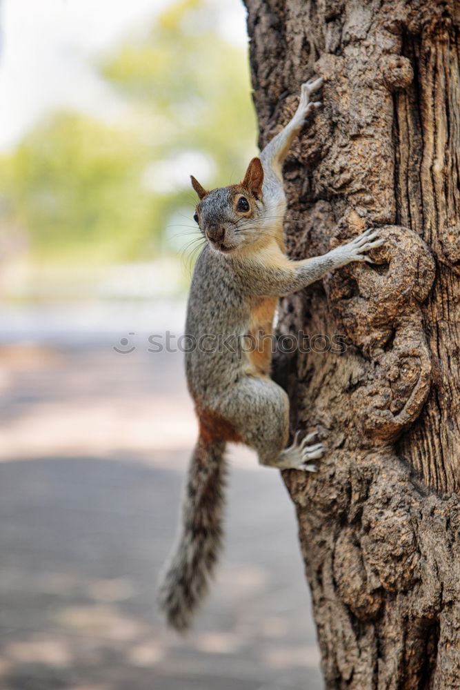 Similar – Image, Stock Photo Grey koala climbing a tree