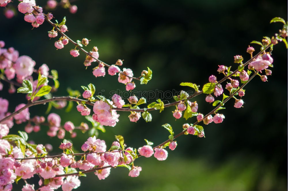 Similar – Image, Stock Photo cherry blossom 3 Elegant