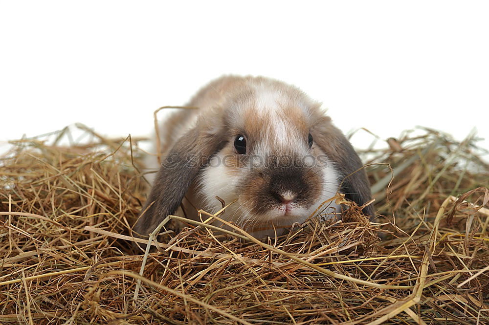 Image, Stock Photo Bunny 2 Animal Pet