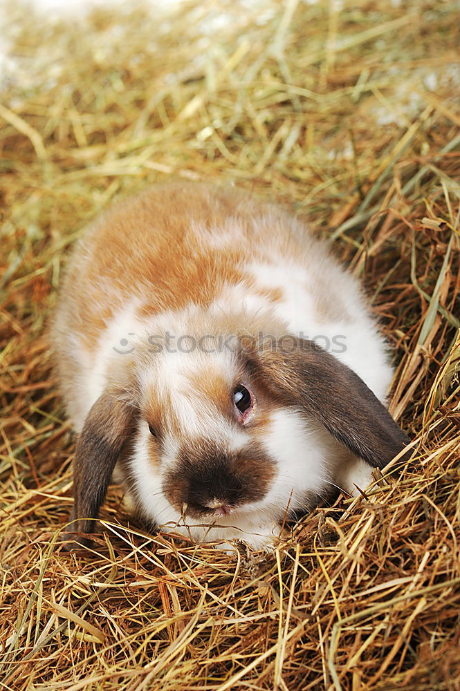 Similar – Image, Stock Photo Bunny 2 Animal Pet