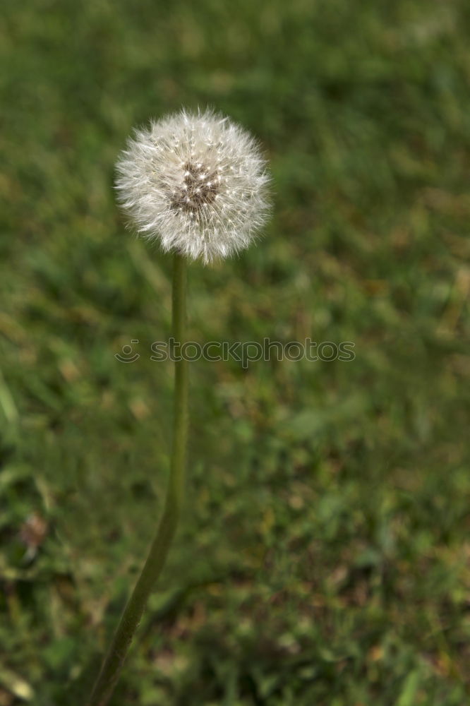 Similar – Mauerblümchen Farbfoto