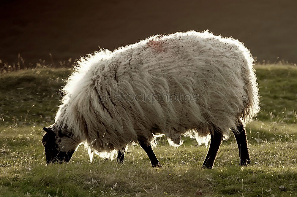 Similar – sheep Nature Summer