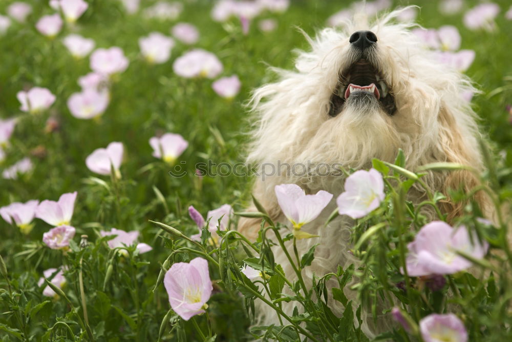 Similar – Image, Stock Photo DAYDREAMING Nature Flower