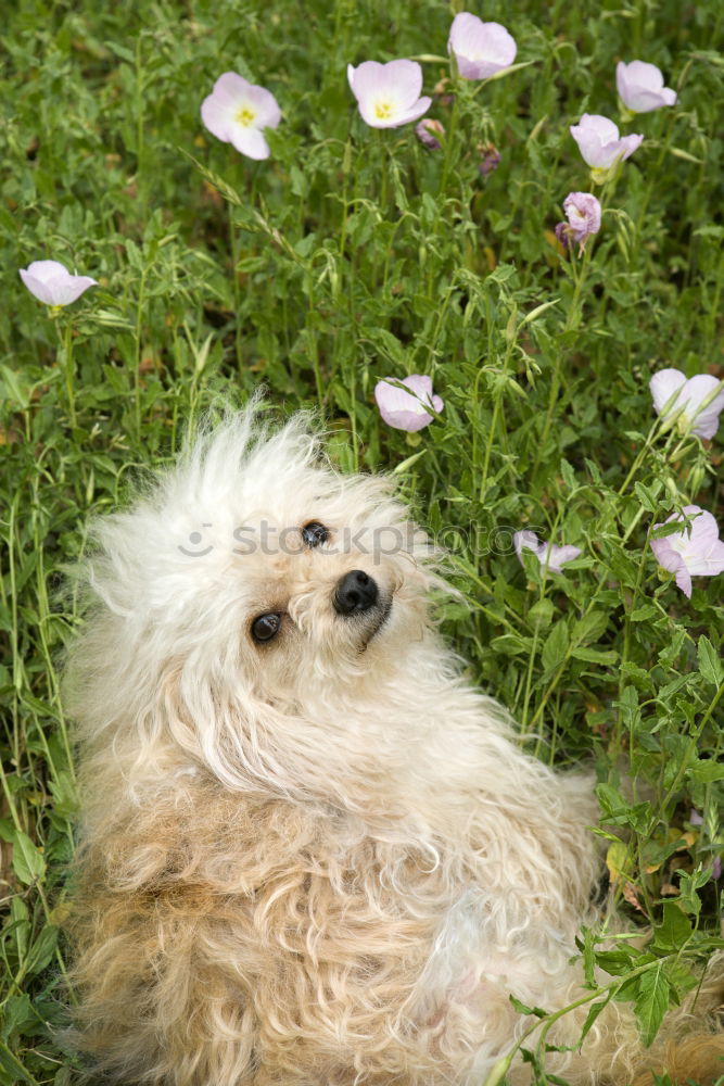 Image, Stock Photo I dream I’m a daisy. Dog