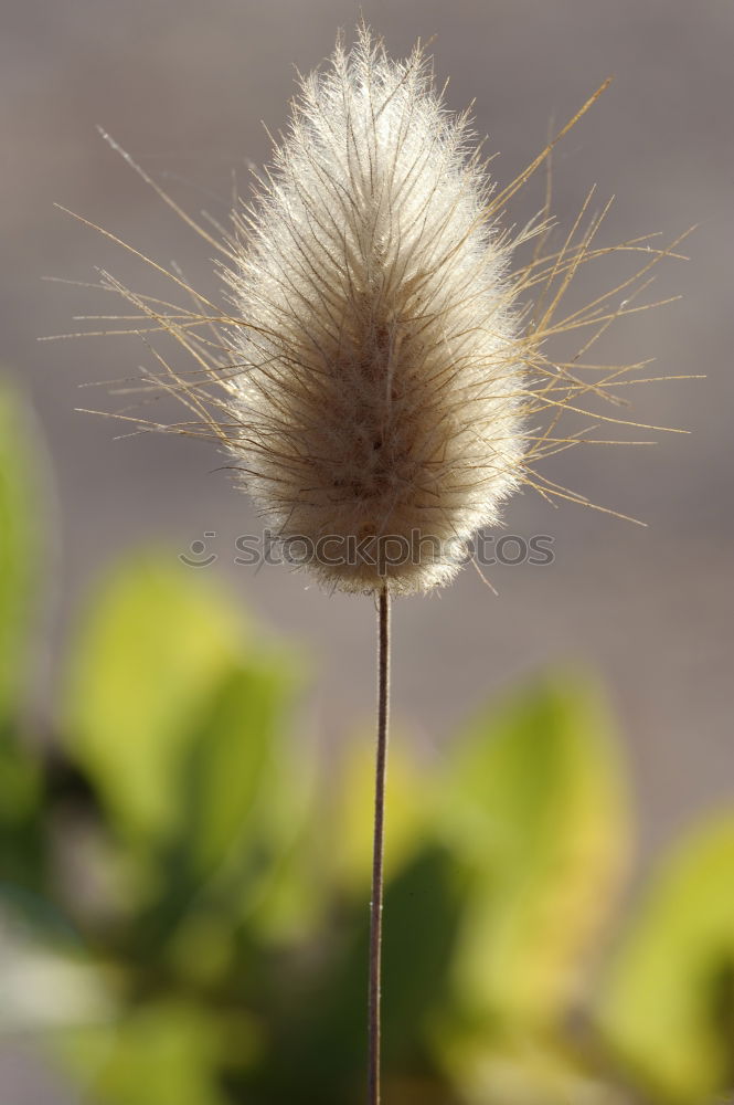 Similar – Image, Stock Photo rabbit food (diet corner)