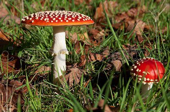 Foto Bild Fliegenpilz Ernährung