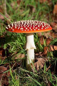 Similar – Foto Bild Fliegenpilz Ernährung
