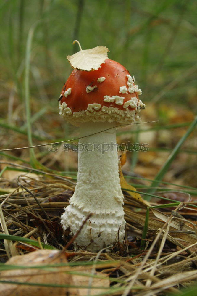 Similar – Image, Stock Photo Toadstool