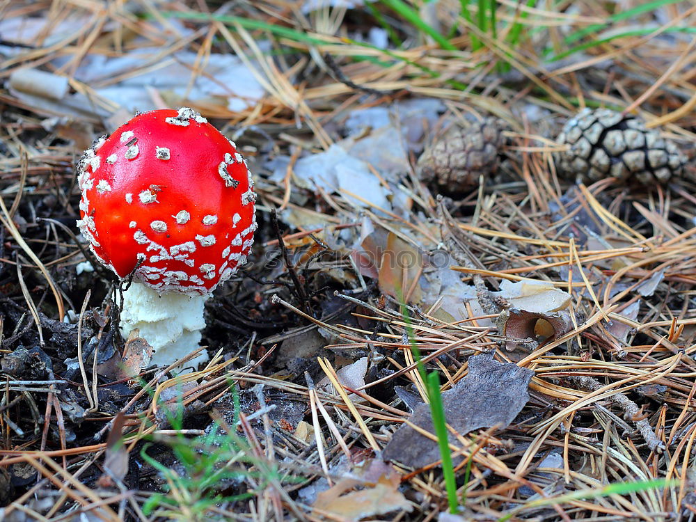 Similar – red with white dots