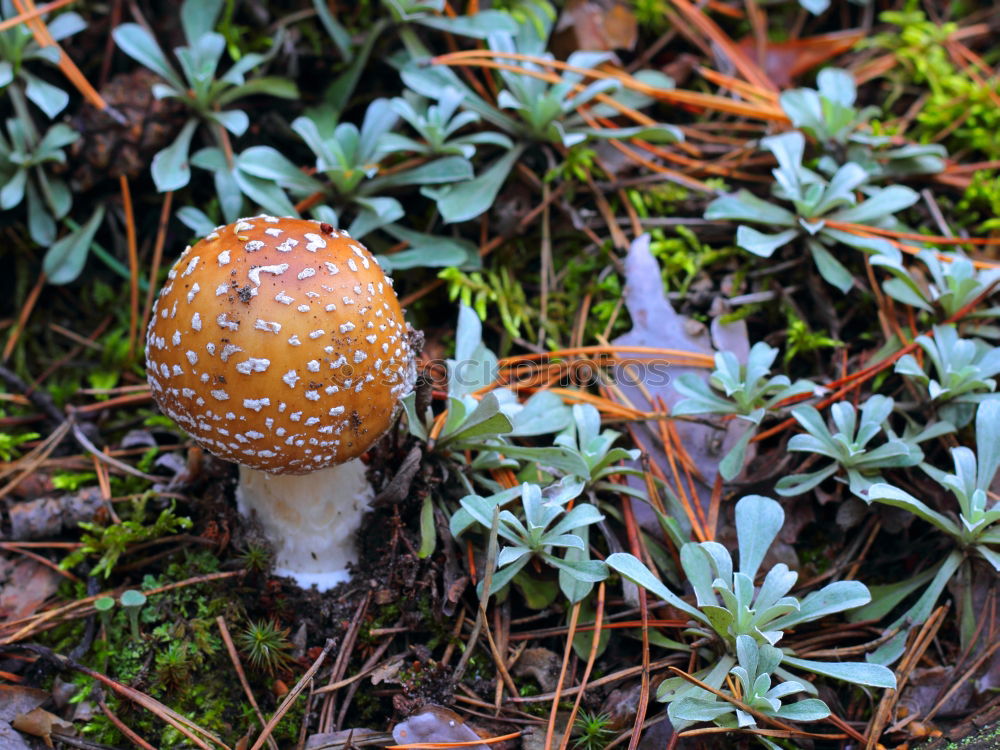 Image, Stock Photo mycophilia Nature Plant