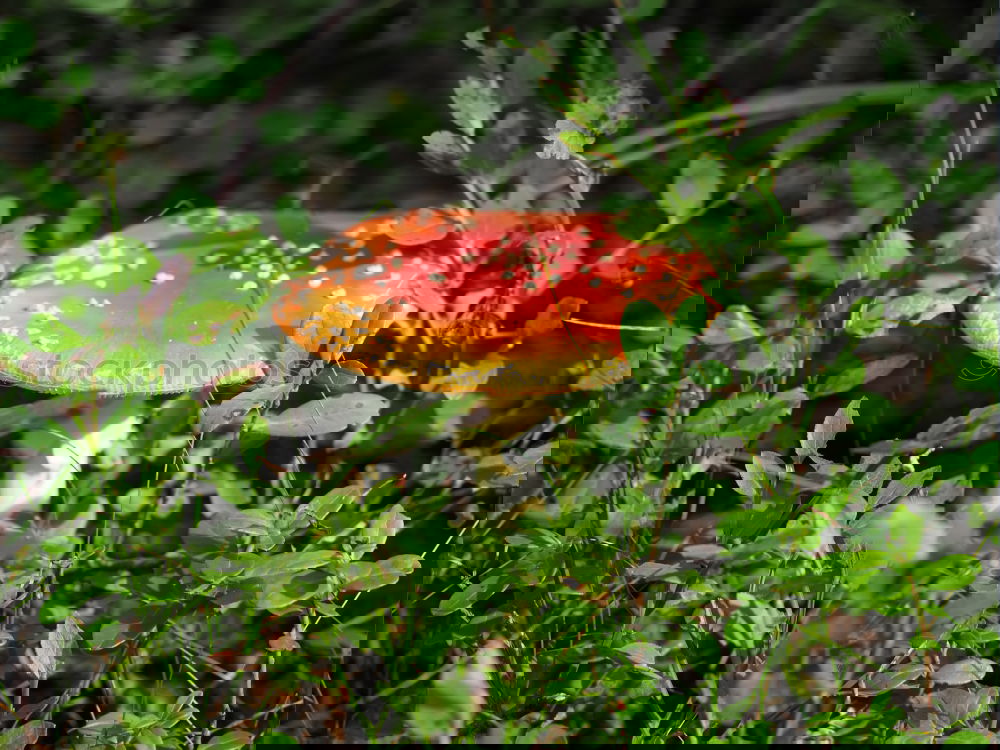 Similar – Foto Bild Fliegenpilz Ernährung
