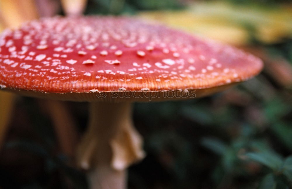 Similar – Image, Stock Photo fly over agaric