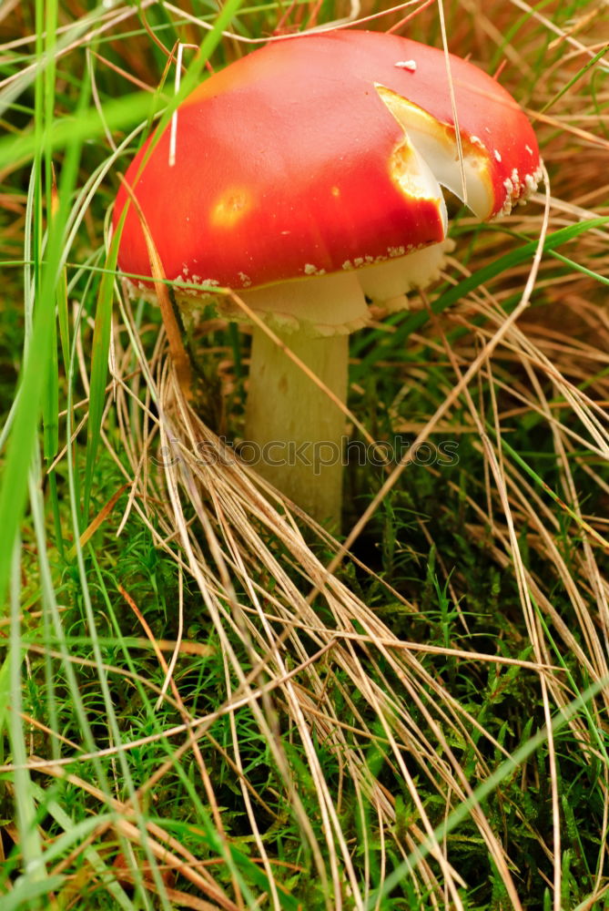 Similar – Toadstool hidden in grass