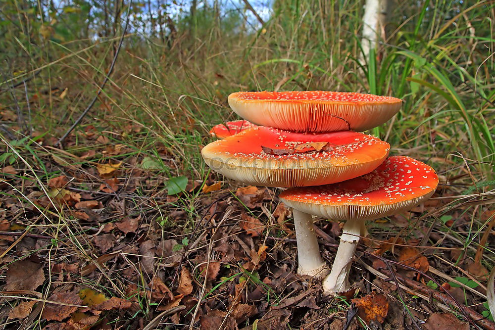 Similar – mushroom group Forest