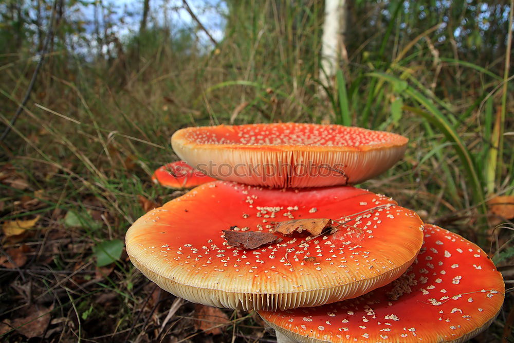 Similar – Image, Stock Photo fly over agaric