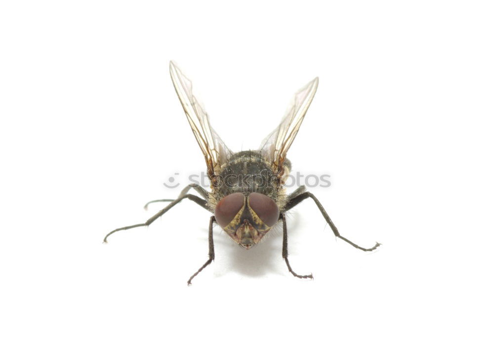 Similar – drunk fly #3 Insect