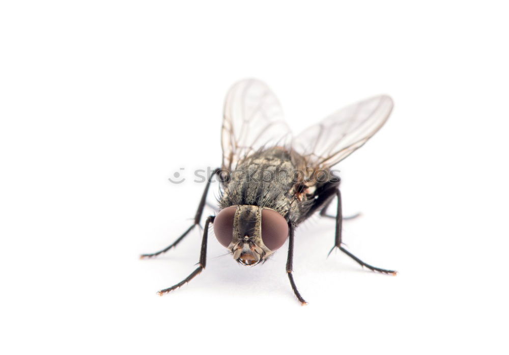 Image, Stock Photo Fly on the run Hallowe’en