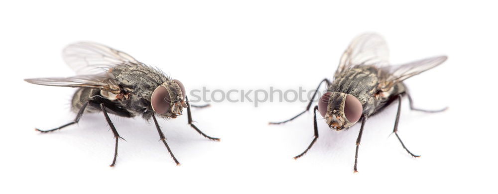 Similar – Image, Stock Photo low-cost airline Insect