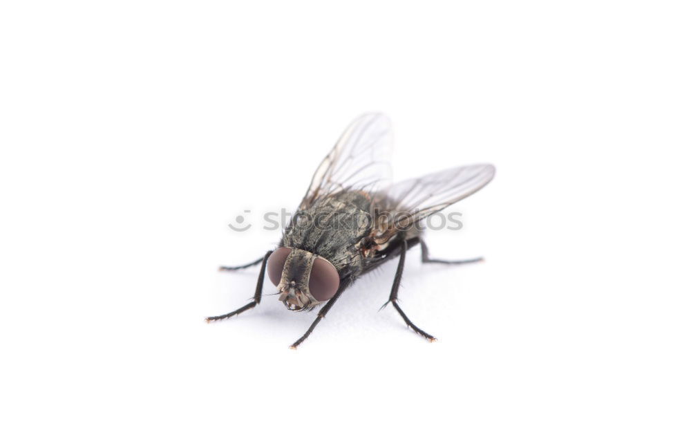 Similar – Image, Stock Photo a fly comes waddling along.