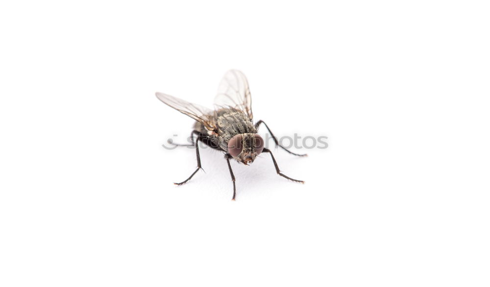 Similar – Image, Stock Photo a fly comes waddling along.